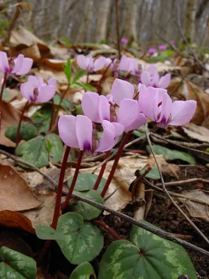 Цикламен Cyclamen /13 — цена в LETTO