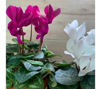 Цикламен фиолетовый ⌀12 купить в Москве с доставкой | Магазин растений  Bloom Story (Блум Стори)