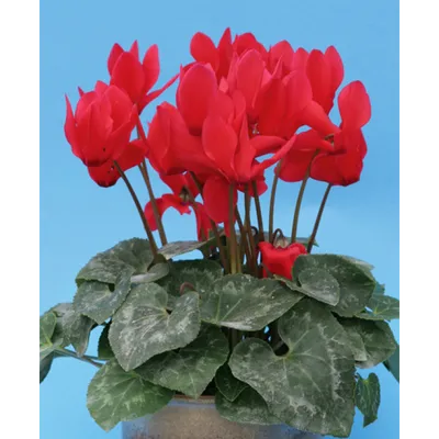 Цикламен (Cyclamen)