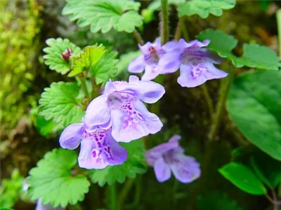 Цимбалярия постенная (Cymbalaria muralis) Подорожниковые (Plantaginaceae)  Стёпа писал, что в 2.. | ВКонтакте