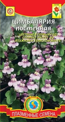 Льнянка (цимбалярия) - Садовый центр \"Лизгард\" - Купить Льнянка (цимбалярия)  в Киеве с доставкой по Украине