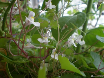 Cymbalaria muralis Цимбалярия постенная | helga.ee