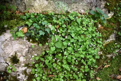 Cymbalaria muralis ssp. visianii - Изображение особи - Плантариум