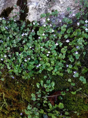 Cymbalaria muralis Цимбалярия постенная | helga.ee