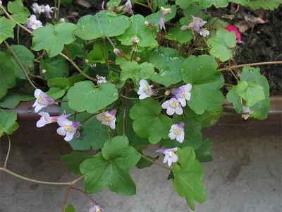 Цимбалярия постенная (Cymbalaria muralis) - купить саженцы в Минске и  Беларуси