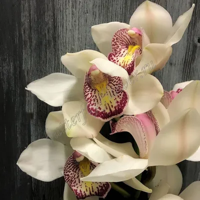 Букет из 25 белых и зеленых орхидей цимбидиум - купить с доставкой по  Днепру в flowers-store.com.ua
