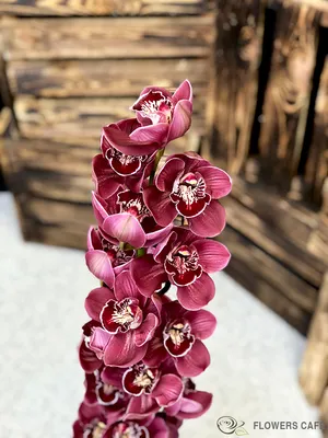 Цимбидиум фиолетовый /Cymbidium/