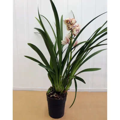 Букет цветов «Орхидеи цимбидиум» заказать с доставкой в Краснодаре по цене  9 440 руб.