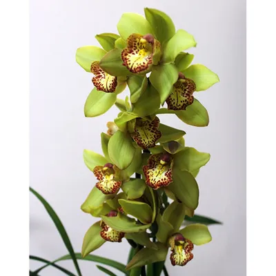 Орхидея Цимбидиум 3 ветки, цвета в ассортименте купить по цене 1999 грн |  Украфлора