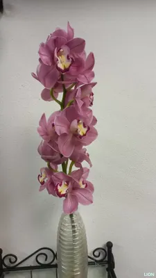 Орхидея Цимбидиум Микс d12 см купить недорого в интернет-магазине товаров  для сада Бауцентр