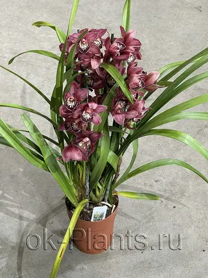 Цимбидиум — капризный, но шикарный «король орхидей» | Орхидеи, Комнатные  цветы, Орхидея