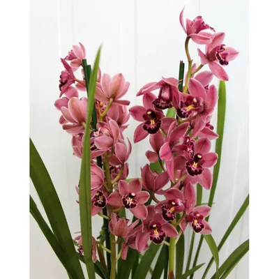 🌷 Цимбидиум бароло купить оптом в Москве | Орхидеи в «7ЦВЕТОВ»🌺
