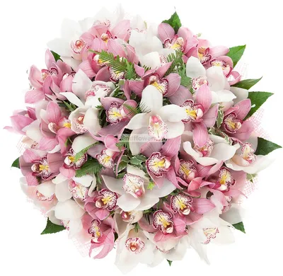 Орхидея Цимбидиум розовая купить в Минске - LIONflowers