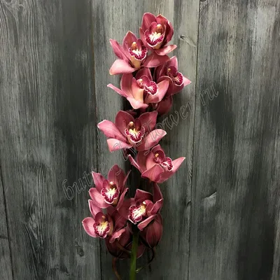 Орхидея Цимбидиум Темно-Розовый, 3 ветки - купить, цена, условия  выращивания в интернет-магазине комнатных растений.