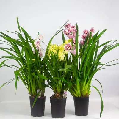 Букет-дуэт Орхидеи Cymbidium (35,51,75,101 или 151), Москва