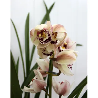 Орхидея — цветок, который так полюбился нашим покупателям 🕊 •🏷орхидея,  цимбидиум 3000₽. | Instagram