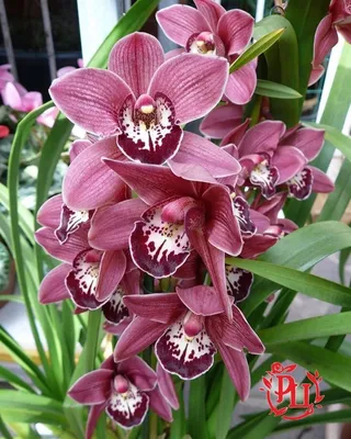 Подпись 50 Джеральдин с орхидеями Цимбидиум - Магазин цветов Черные лепестки