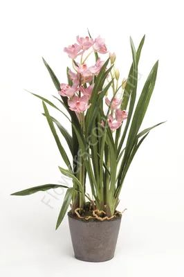 Орхидея цимбидиум №506 - 🌹 Цветы Новосибирск заказ: