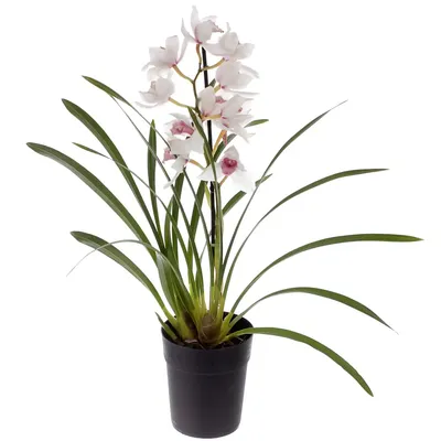 Орхидея Цимбидиум Гранд от салона цветов Флордель