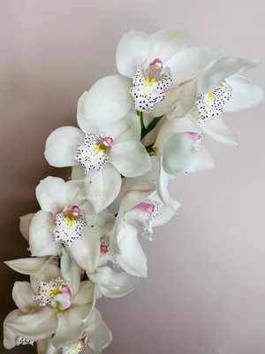 Орхидея цимбидиум купить с бесплатной доставкой в Москве по цене 3 810 руб.