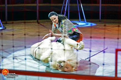 В Ташкенте выступит легендарный цирк Юрия Никулина – Новости Узбекистана –  Газета.uz