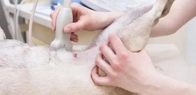 Полипоидный цистит (polypoid cystitis) собак - Ветеринарная клиника МВЦ  «Два сердца» в Санкт Петербурге