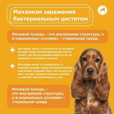 Цистит у собаки: все о неприятном заболевании - УниВет