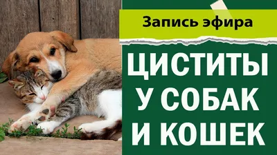 Купить Стоп-Цистит плюс Apicenna жевательные таблетки для собак на 🐕  Shop-Pet.By ⏩️ в Минске【с доставкой】по Беларуси ✓ АКЦИИ и СКИДКИ✓