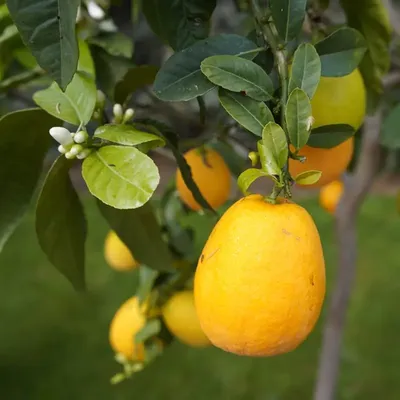 Апельсин: красочное изображение для обоев