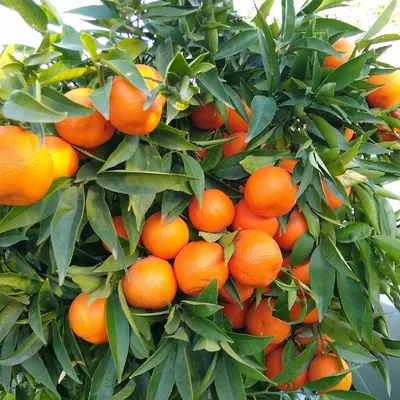 Цитрусовые фрукты: изображения в формате jpg для скачивания