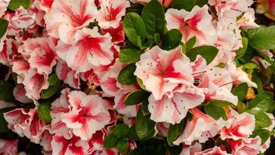 Browse by Azalea Bloom Color | Encore Azalea