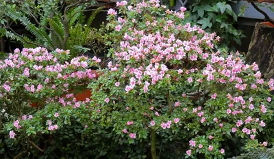 The Encore Azalea Buyer's Guide | Help Choosing Colors and Sizes