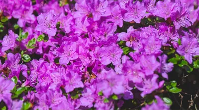 Азалия в весеннее время цветущий цветов Фон полная азалии цветов японской  розовой Стоковое Изображение - изображение насчитывающей красно,  естественно: 169625837