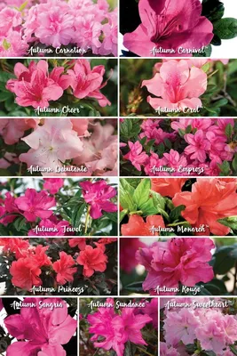 How to Choose Encore® Azalea Color Patterns | Encore Azalea | Azalea  flower, Azaleas garden, Azaleas landscaping