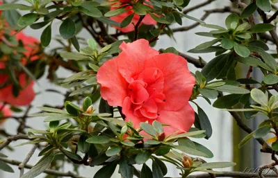 Купить «Азалия цвета фуксия» с доставкой в Чите - «Flowers World»