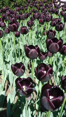 Цвет черный тюльпан фото фотографии