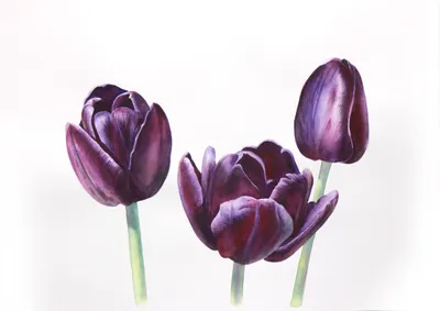 Тюльпан Триумф Чёрный (Tulipa Triumph Black) - Тюльпаны Триумф - Тюльпаны -  Луковичные - Каталог - Kamelia-gardens.ru