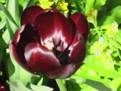 2108 черный тюльпан, лак для ногтей «Hi-Lac», 9 мл купить по цене 126 руб в  Москве | Официальный интернет-магазин KAPOUS
