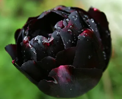 Александр Дюма: Чёрный тюльпан