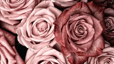 Цвет старая роза фото фотографии