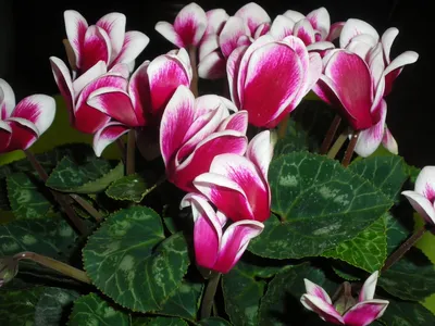 Цикламен персидский – мини Розмари Cyclamen persicum – mini Rosemarie -  купить семена цветов с доставкой по Украине в магазине Добродар