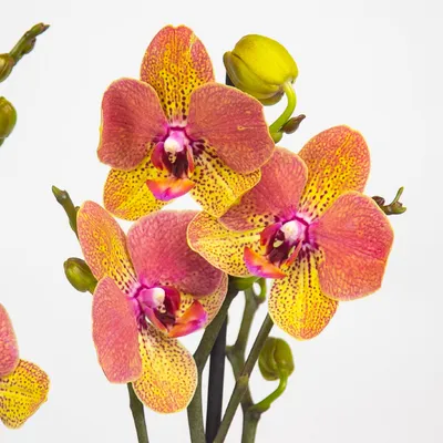 Цвета орхидей фаленопсис фото