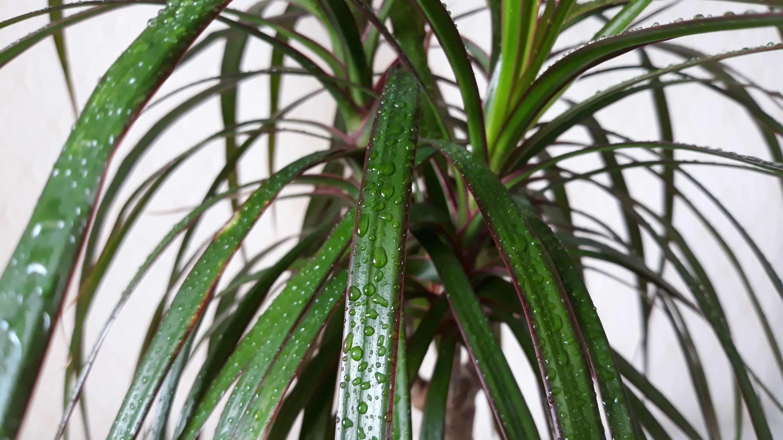 Драцена листья опущены вниз. Dracaena sanderiana. Драцена засыхает. Драцена с опушенными листьями. Драцена опрыскивание.