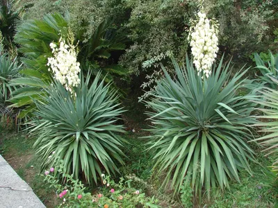 Юкка садовая (Yucca) — купите саженцы в контейнере в Краснодаре -  Прекраснодар — садовый центр в Краснодаре