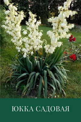 Семена Юкка нитчатая (Yucca filamentosa) - Цена: €1.55