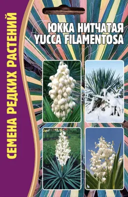 Юкка нитчатая, Yucca filamentosa, 60 см (ID#747725159), цена: 125 ₴, купить  на Prom.ua