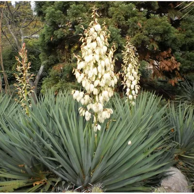 Юкка нитчатая Брайт Эдж (Yucca filamentosa Bright Edge)