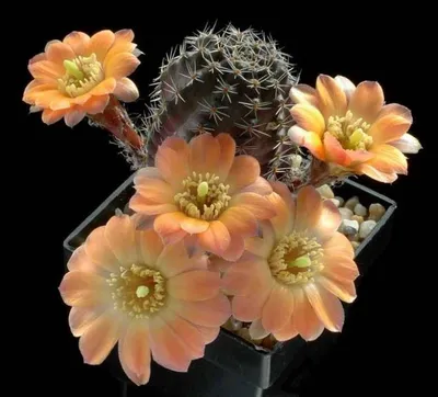 Цветение кактусов. Как заставить кактус цвести? - Мир кактусов | Cactus y  suculentas, Flor de cactus, Fotos de cactus