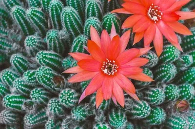 10 кактусов с самыми красивыми цветами | Кактусач | Дзен