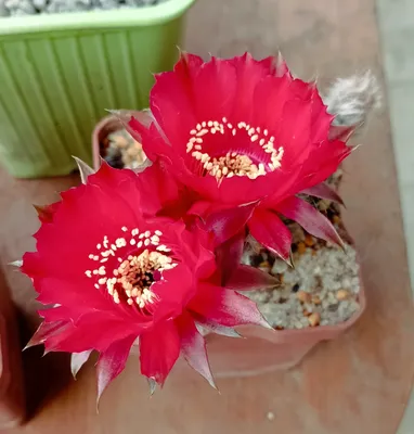 Кактус кактус покрытый пушком, цветет…» — создано в Шедевруме